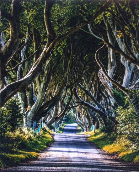 Dark Hedges Unframed 30x40