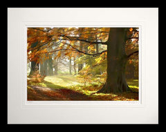 Co Down - Autumn Glade Clandeboye Flat Black Frame