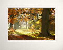 Co Down - Autumn Glade Clandeboye Unframed 60x47.5