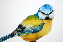 Animals Bird - Blue Tit