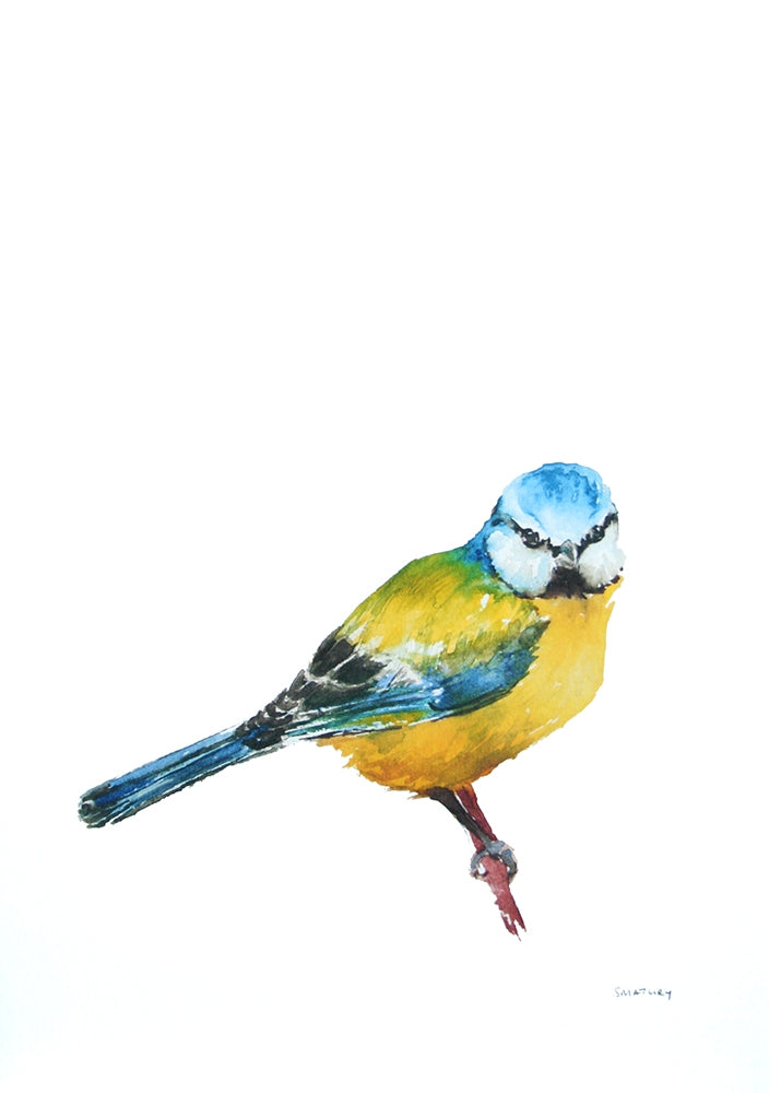 Animals Bird - Blue Tit Unframed