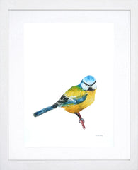 Animals Bird - Blue Tit White Frame