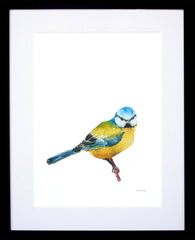 Animals Bird - Blue Tit Black Frame