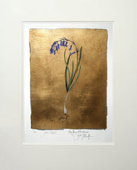 The Lost Words - Bluebell Premium Edition Artist Proof Unframed