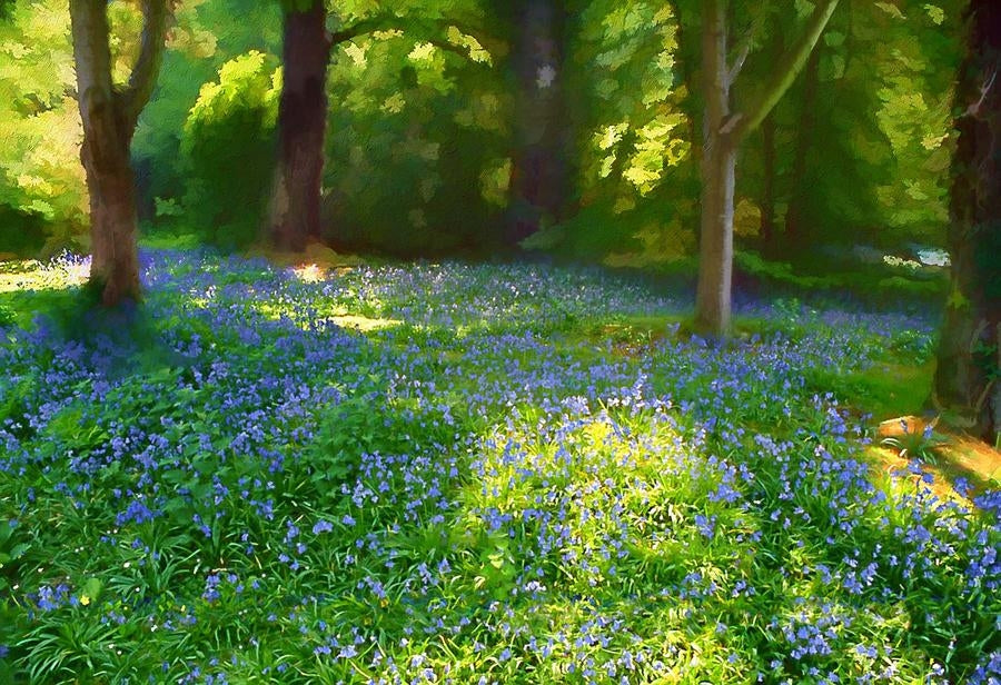 Co Down - Bluebells Mount Stewart