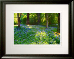 Co Down - Bluebells Mount Stewart Frame Black Moulded 60x47.5