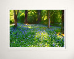 Co Down - Bluebells Mount Stewart Unframed 60x47.5