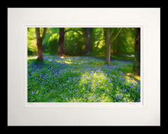 Co Down - Bluebells Mount Stewart Flat Black Frame