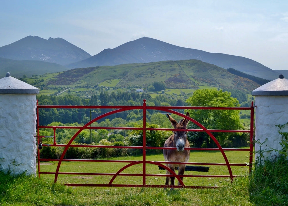 Mournes - Brandy The Donkey Unframed