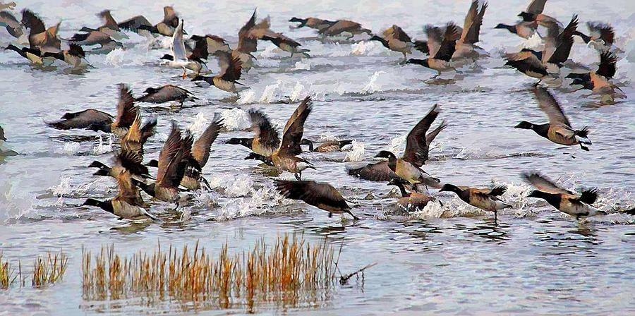 Co Down - Brent Geese Strangford Lough