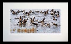 Co Down - Brent Geese Strangford Lough Flat Black Frame