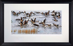 Co Down - Brent Geese Strangford Lough Frame Black Moulded 71X45