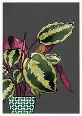 Calathea Plant Unframed