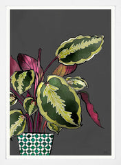 Calathea Plant White Frame