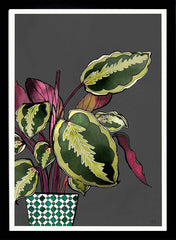 Calathea Plant Black Frame