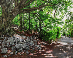 Castlewellan Forest Park