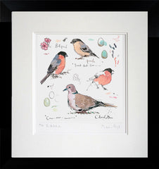 Sketchbook - Chaffinch and Song Thrush Framed