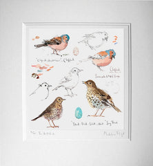 Sketchbook - Chaffinch and Song Thrush Unframed