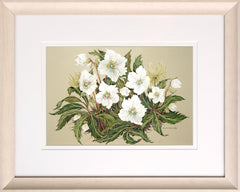 Christmas Roses - Framed