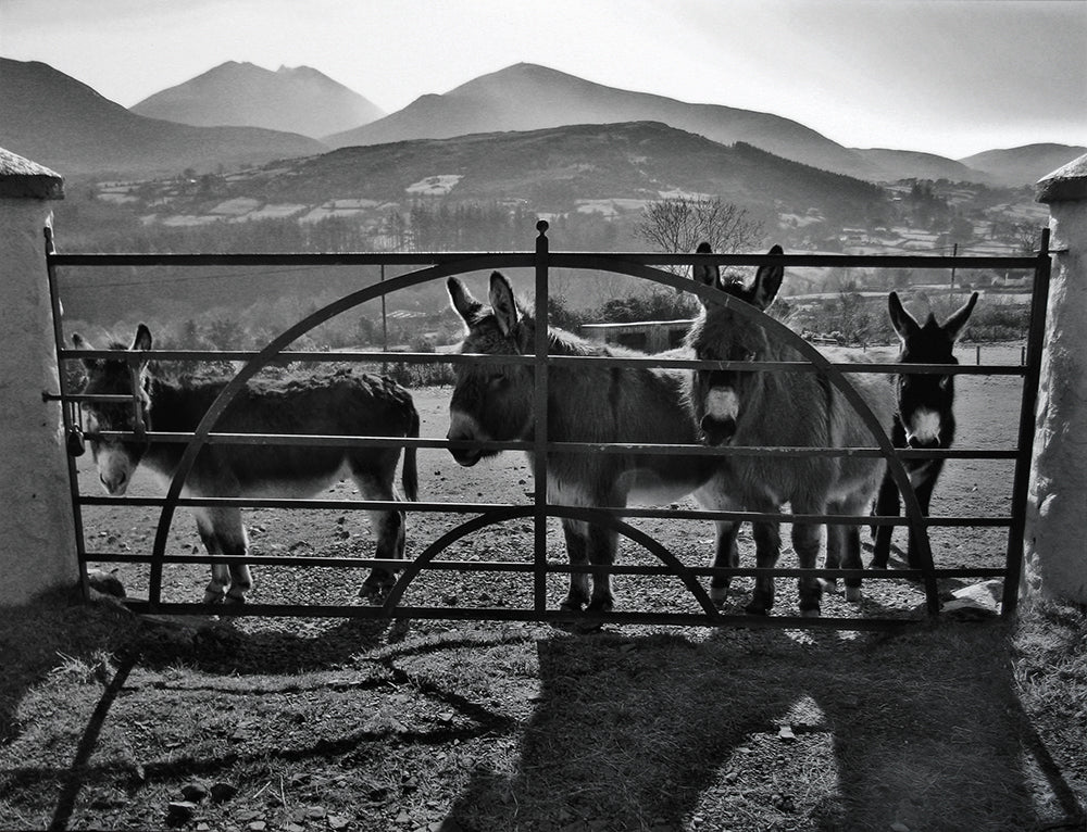 Co Down - Mourne Donkeys Unframed