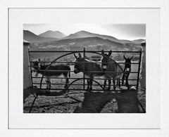 Co Down - Mourne Donkeys White Frame