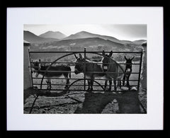 Co Down - Mourne Donkeys Black Frame