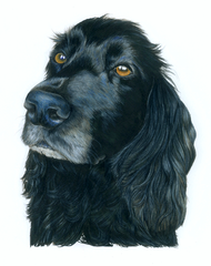 Toby Cocker Spaniel Unframed