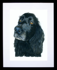 Toby Cocker Spaniel Framed