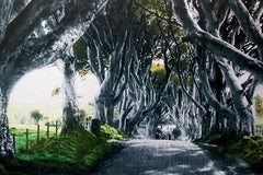 Co Antrim - Dark Hedges