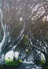 Co Antrim - Dark Hedges