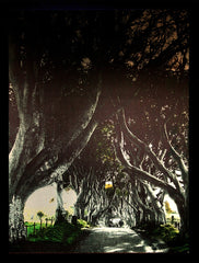 Co Antrim - Dark Hedges Small Framed