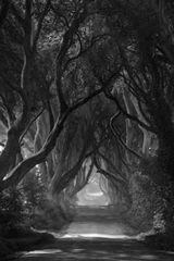 Dark Hedges Mist Clearing Mono Unframed 30X40