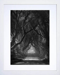 Co Antrim - Dark Hedges Mist Clearing Mono White  Box Frame 30X40