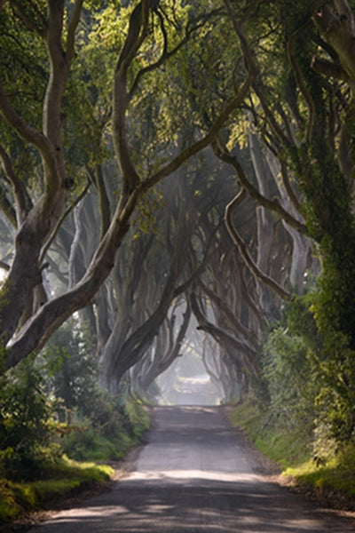 Dark Hedges Mist Clearing Colour Unframed 30x40