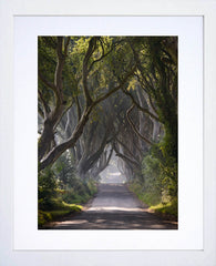 Co Antrim - Dark Hedges Mist Clearing Colour White Box Frame 30x40