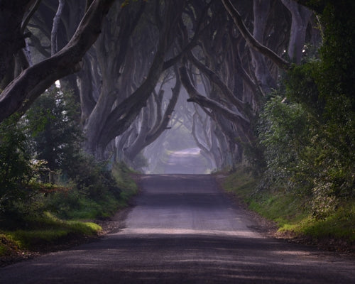 Dark Hedges Morning Mist-Unframed-30 x 40