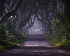 Dark Hedges Morning Mist-Unframed-30 x 40