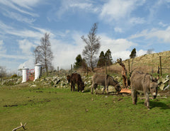 Co Down - Donkeys, The Mournes - Unframed