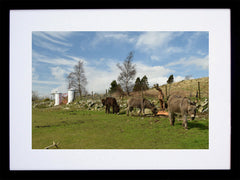 Co Down - Donkeys, The Mournes - Black Frame