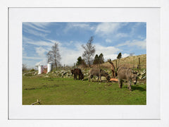 Co Down - Donkeys, The Mournes - White Frame