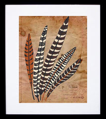 Five Fine Feathers Framed