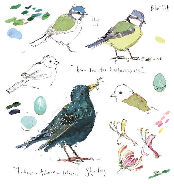 Sketchbook - Blue Tit and Starling