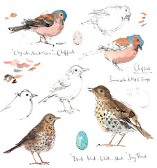 Sketchbook - Chaffinch and Song Thrush