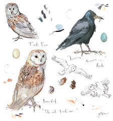 Sketchbook - Barn Owl and Rook