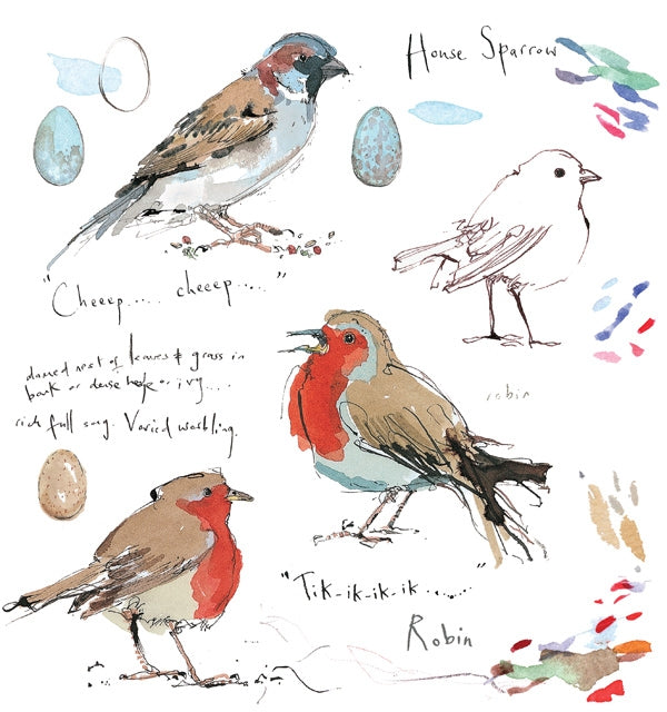 Sketchbook - Robin and House Sparrow