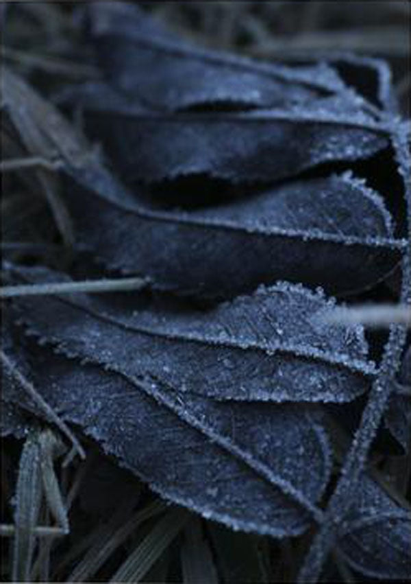 Frost Unframed