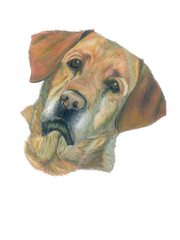 Bell Labrador Unframed