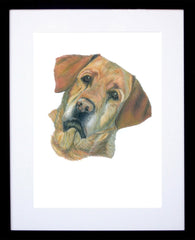 Bell Labrador Framed