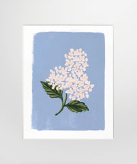 Hydrangea Bloom Blue - Unframed