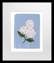 Hydrangea Bloom Blue - Black Box Frame